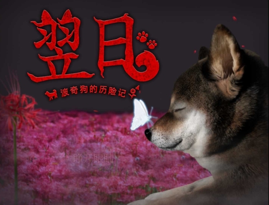 翌日波奇狗的历险记截图1